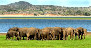 safari-elephant-minneriya-national-park